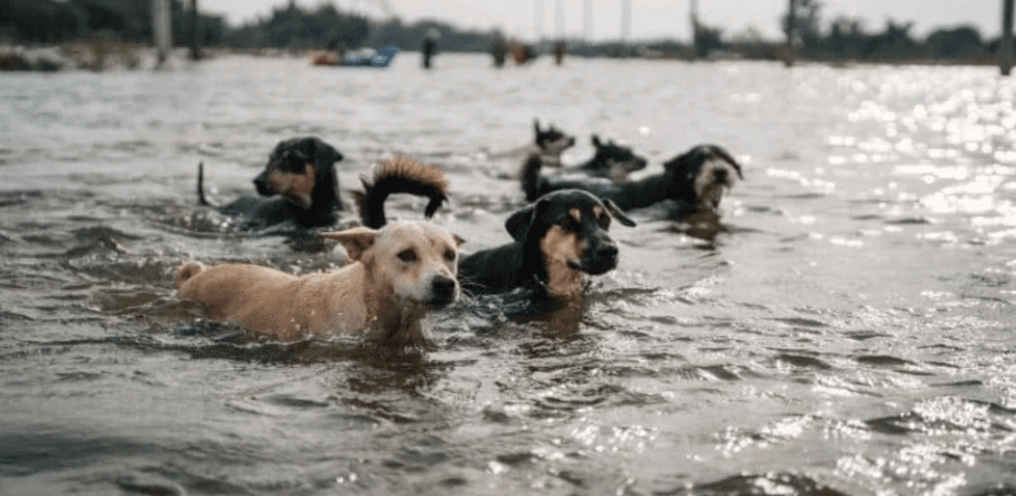 Через підрив ГЕС у зоопарку Нової Каховки загинули майже всі тварини
