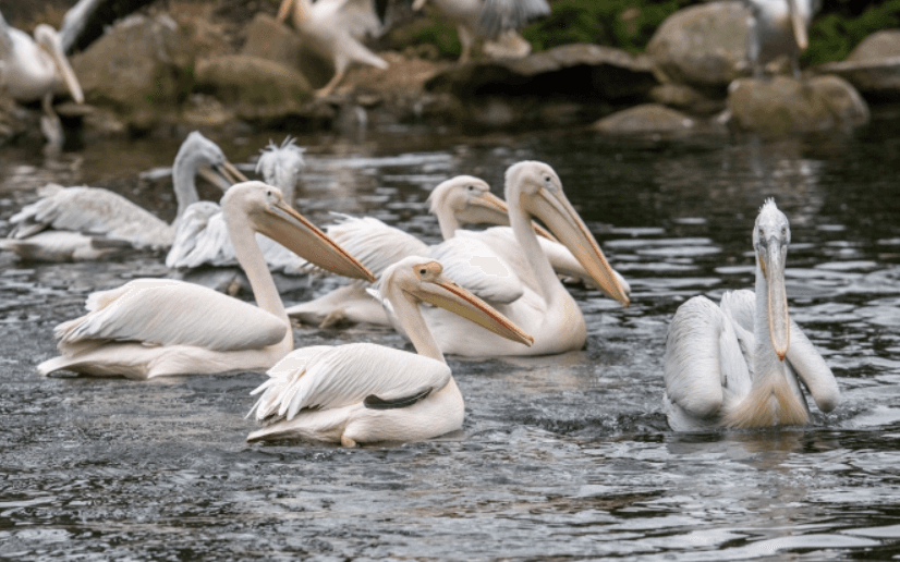 У столичному зоопарку випустили на воду родину пеліканів
