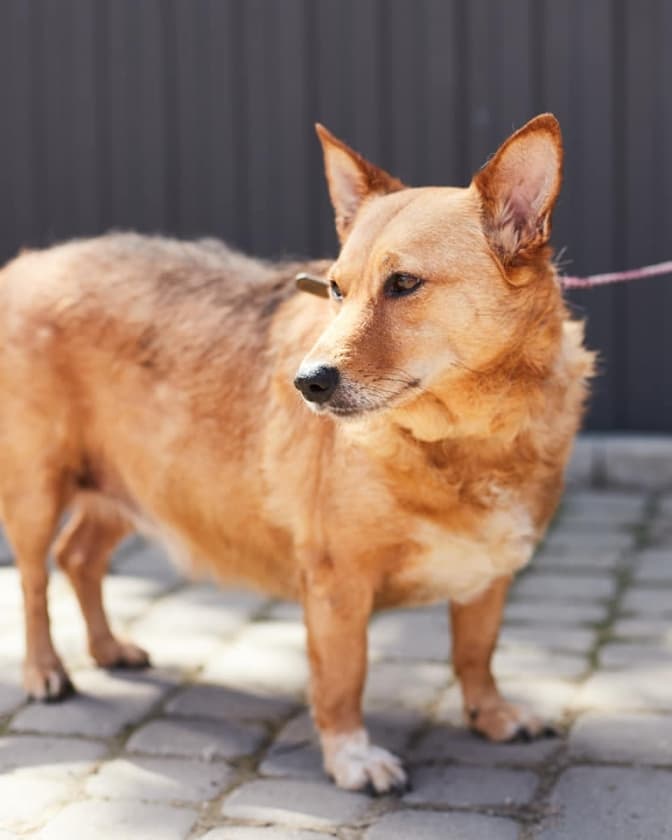 Олді, Тері, Старк і їхні друзі-песики шукають нових господарів. Фото