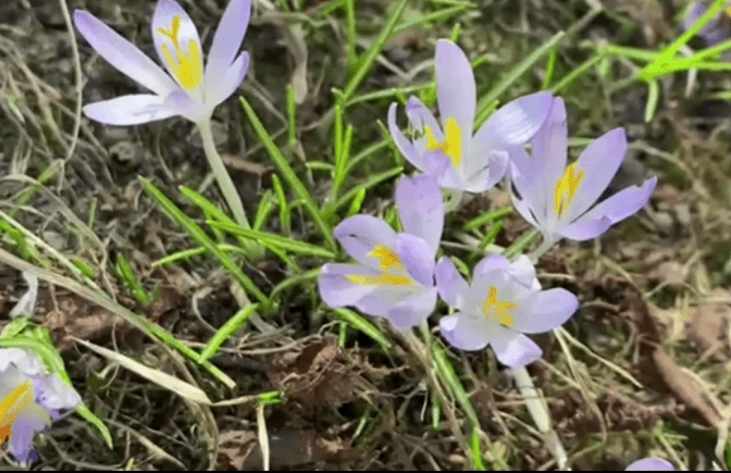 Фото: Скрін із відео