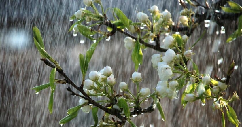 Дощ. Фото: відкриті джерела