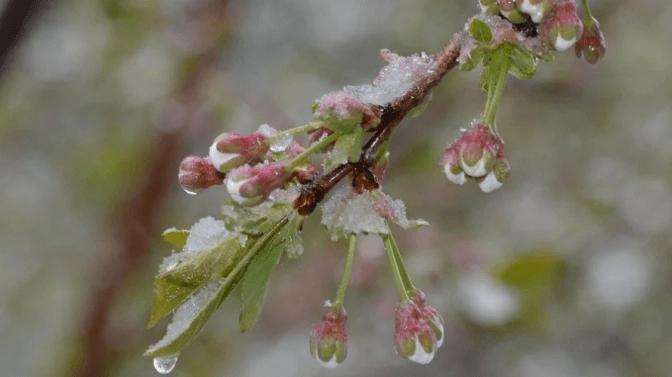 На Львівщині прогнозують заморозки