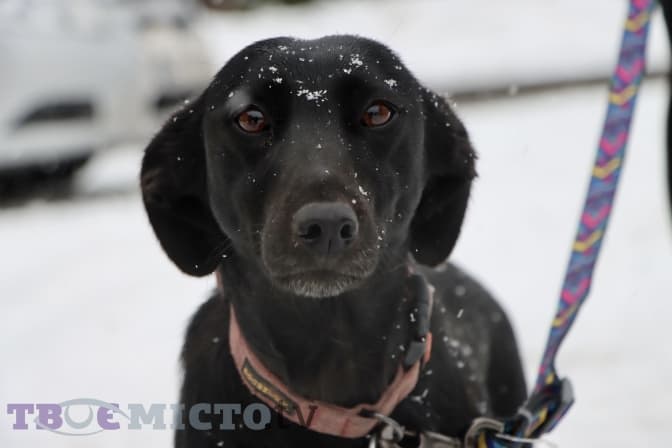 Грушка, Ума, Січ і їхні друзі-песики чекають на різдвяне диво. Фото