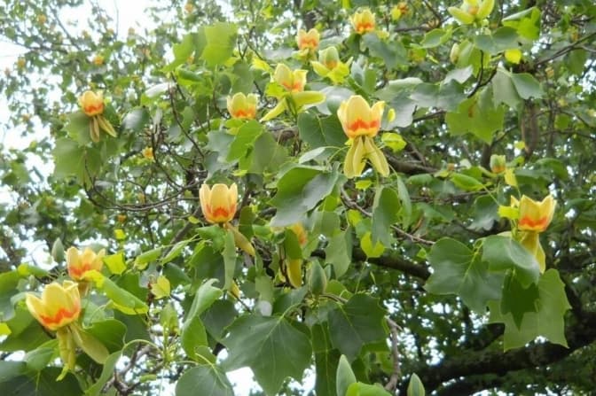 Тюльпанове дерево / фото з відкритих джерел