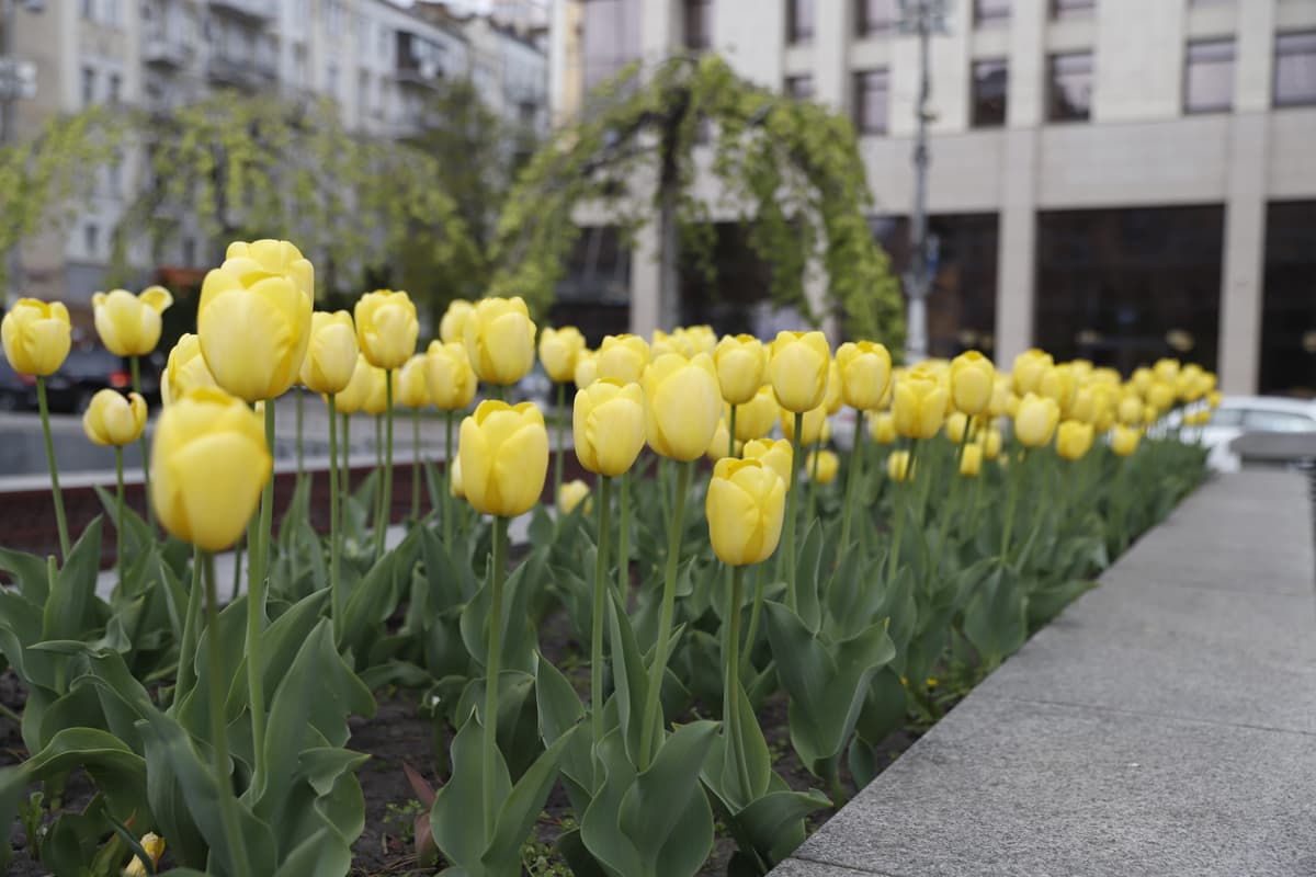 У Києві розпочався сезон цвітіння тюльпанів: перелік локацій