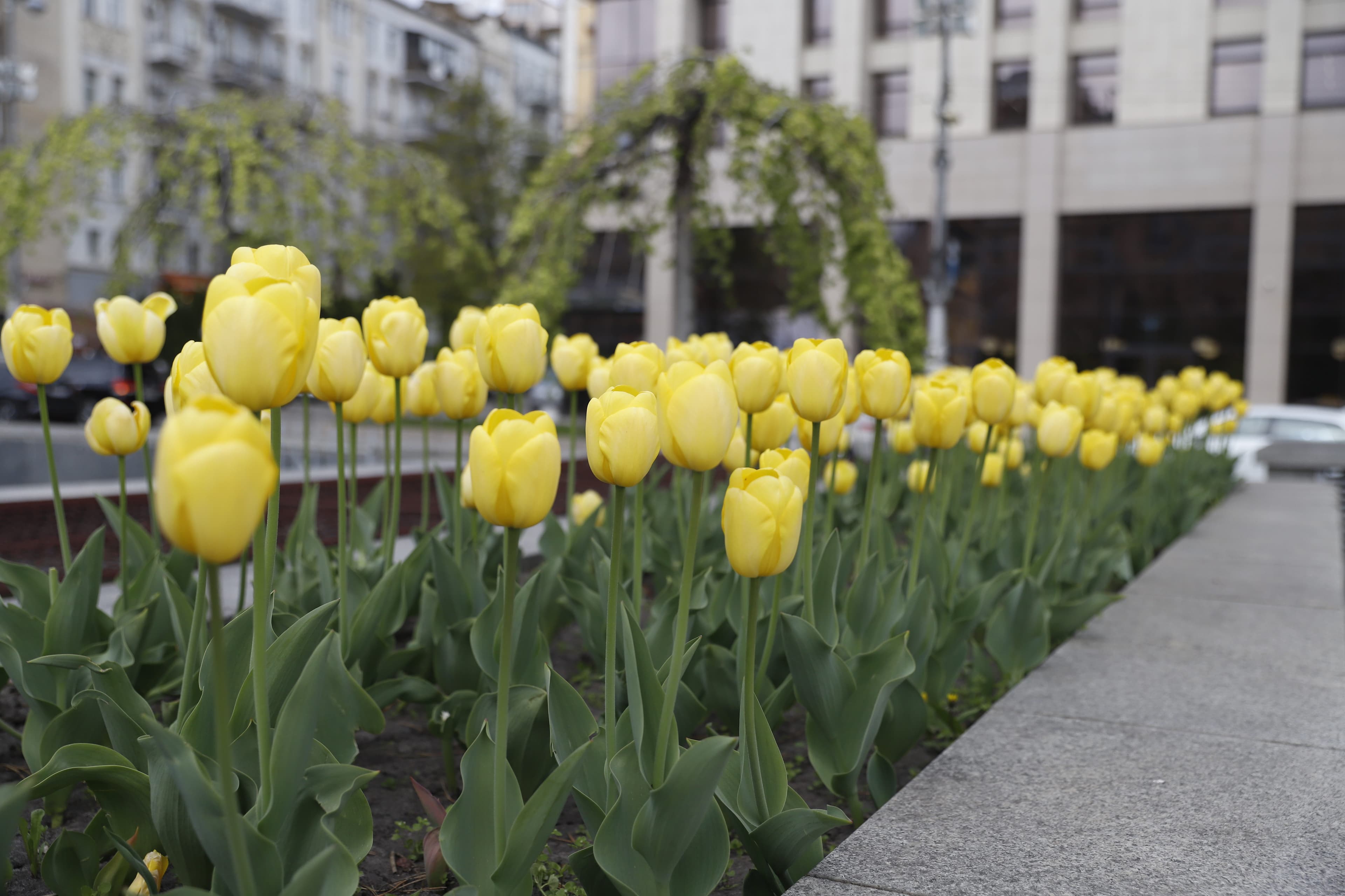 Тюльпани. Фото: Віта Олексишин