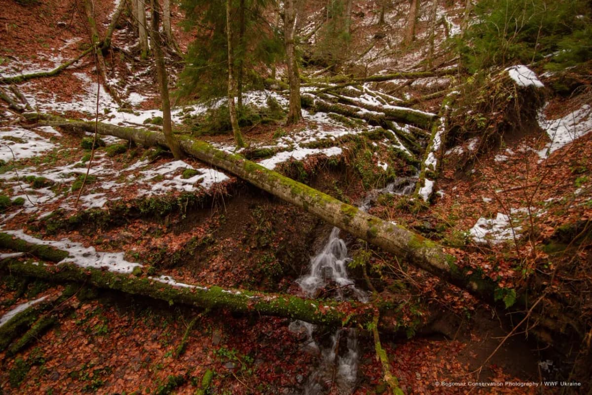 Праліс віком до 135 років на Львівщині візьмуть під охорону 
