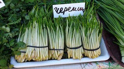 У Львові після отруєння рослиною схожою на черемшу помер спортивний лікар Зиновій Полянський