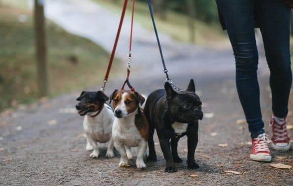 У найбільших парках Львова можуть штрафувати за порушення правил вигулу собак