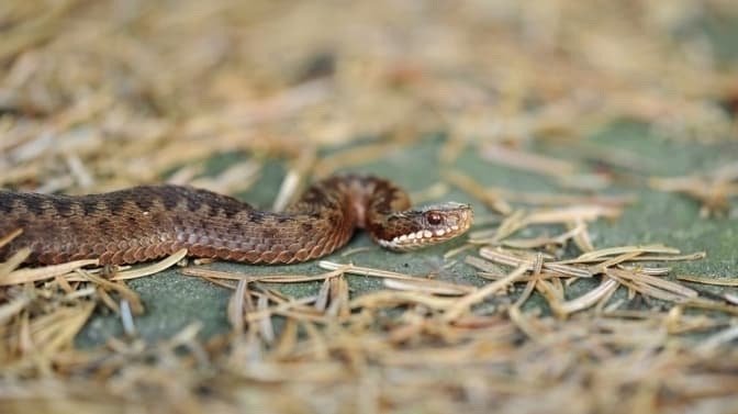 На Львівщині змія вкусила 86-річного чоловіка: у якому він стані