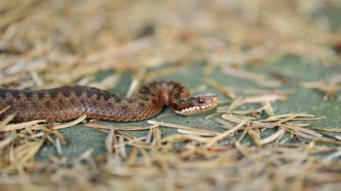 фото умовне