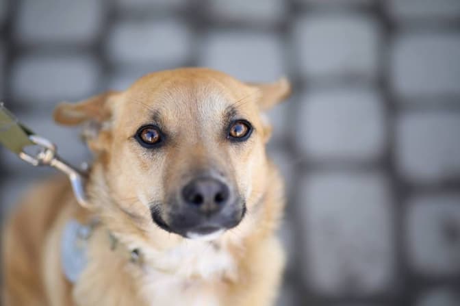 Фото: ЛКП «Лев»