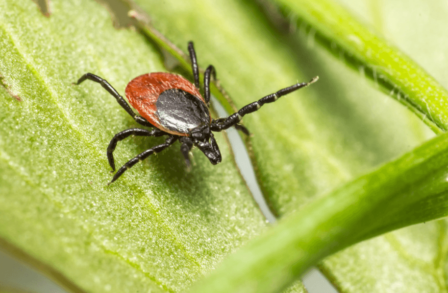 Фото кліща / з сайту Freepik