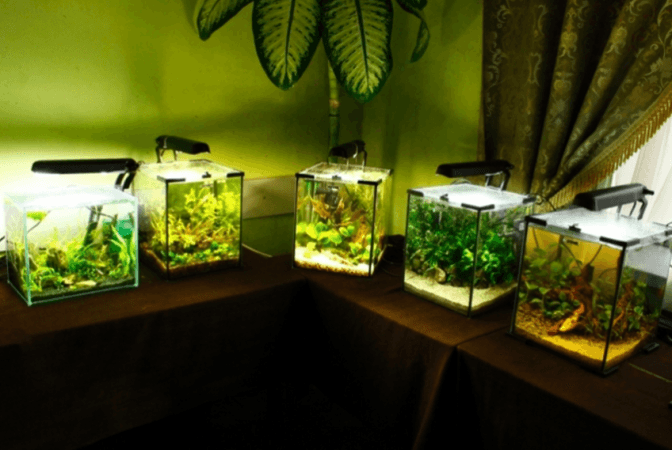 Львів’ян запрошують на виставку акваріумних рибок