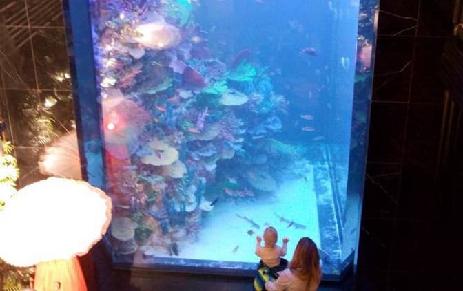 У Львові відкрили скандальний ресторан із акулами. Фото