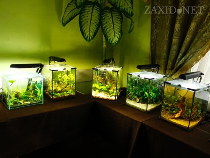У Львові відкрили виставку авторських міні-акваріумів