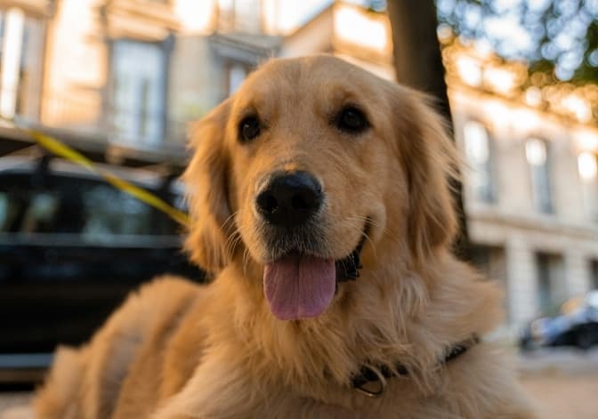 У дитячій лікарні Львова почав працювати собака-терапевт