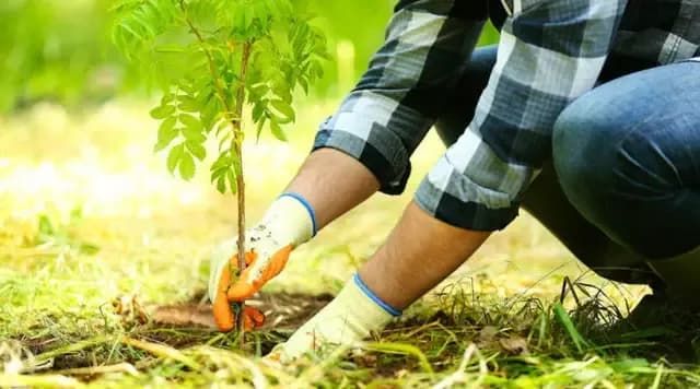 Посадка дерев. Фото: відкриті джерела