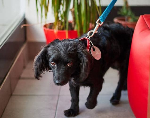 фото ірини шелест