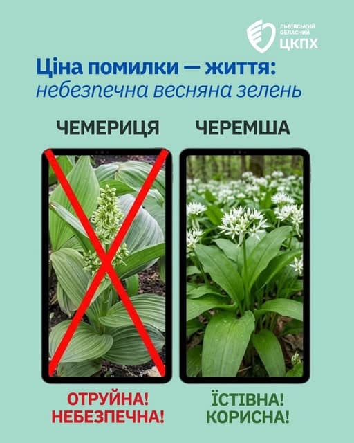 Як відрізнити чемерицю від черемші / фото: Львівський обласний ЦКПХ