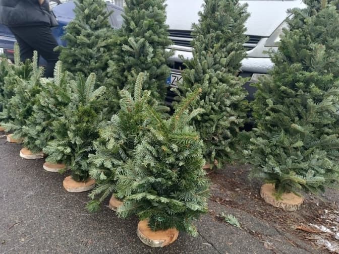 У Києві запрацювали ялинкові ярмарки. Ціни