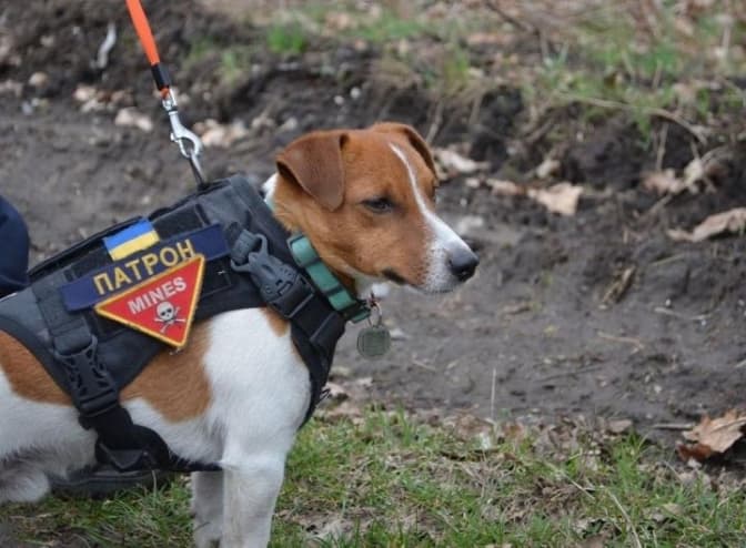 До Львова приїде собака-сапер Патрон