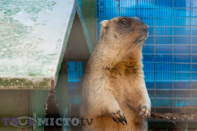 Львівські бабаки прокинулися раніше. Коли очікувати прихід весни