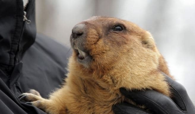 Бабак Маруся спрогнозувала ранню весну у Львові