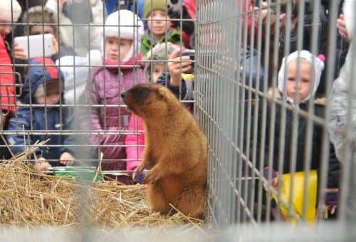 Хто і коли віщуватиме прихід весни у Львові замість бабаків