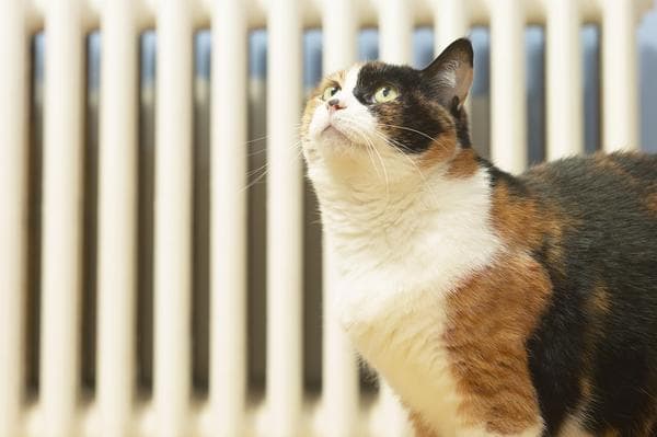 Опалювальний сезон у Львові можуть призупинити