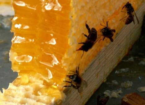 До 24 серпня у Львові триватиме Ярмарок продуктів бджільництва