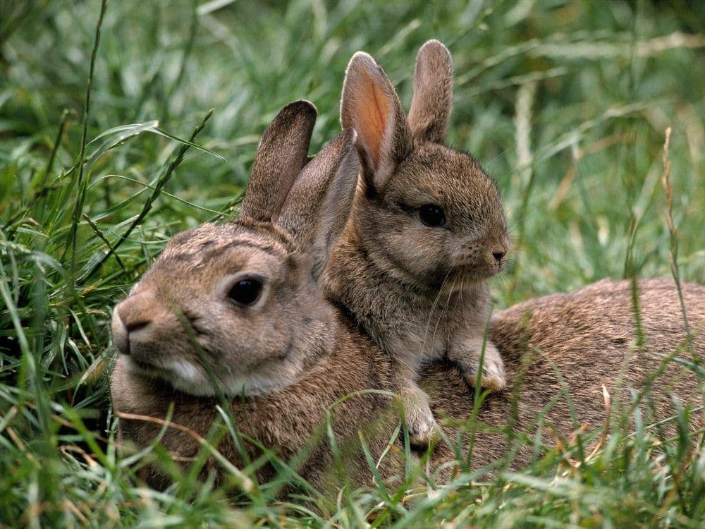В Україні триває “сезон тиші”: що це таке і які штрафи за його порушення