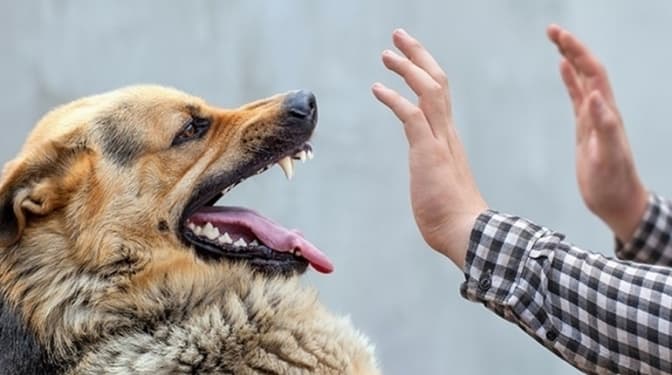 На Львівщині виявили сказ у тварини, що контактувала з людьми