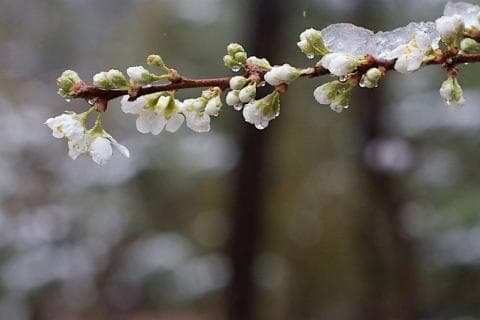 Приморозок. Фото: відкриті джерела