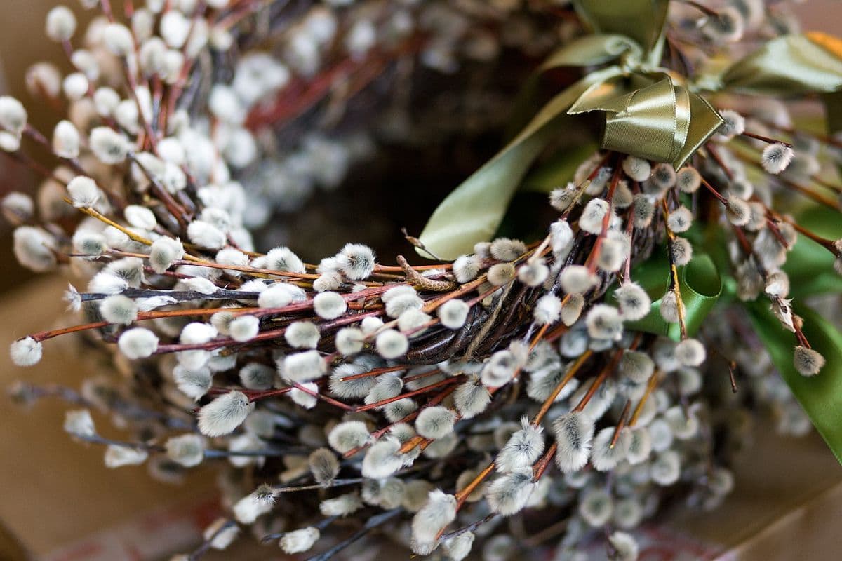 Вербові гілочки / Фото: freepik 