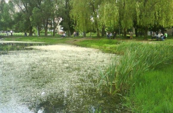 У Львові назвали дві міські водойми, де немає забруднюючих речовин