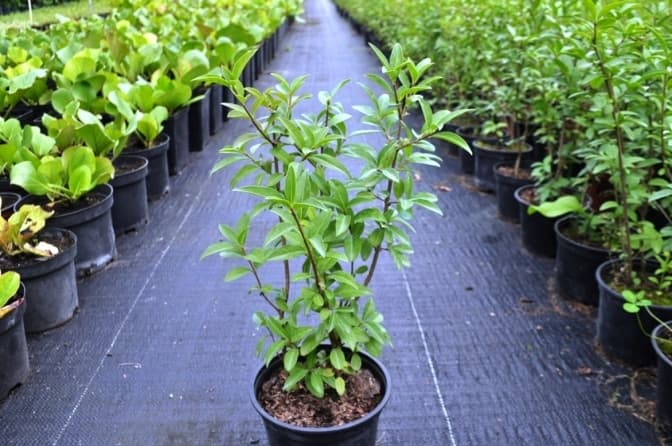 Фото: Vseroste.com.ua