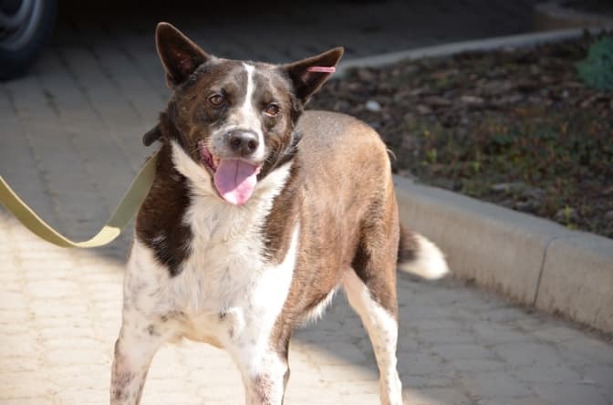 Щирі, мудрі та веселі. 11 вихованців ЛКП «Лев», які хочуть жити у вас. Фото