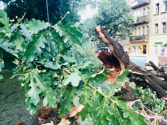 Уроки буревію або Що варто змінити у підході до утримання дерев у Львові