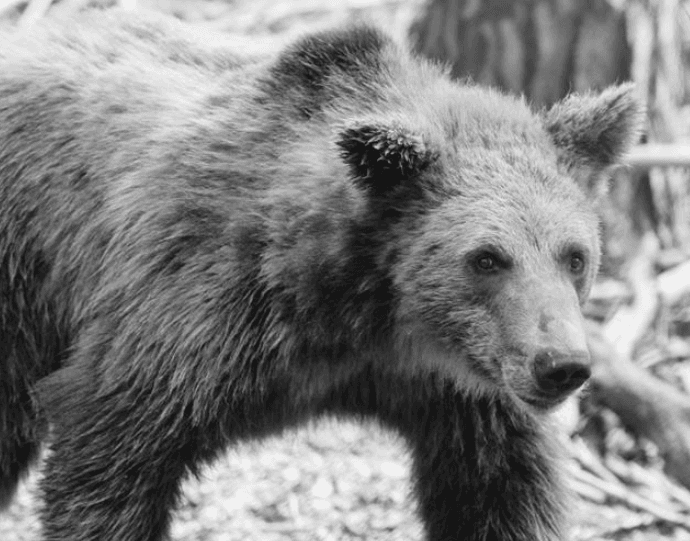 Ведмідь Тобі, який помер в "Домажирі" через пухлину / Фото з Facebook-сторінки притулку 
