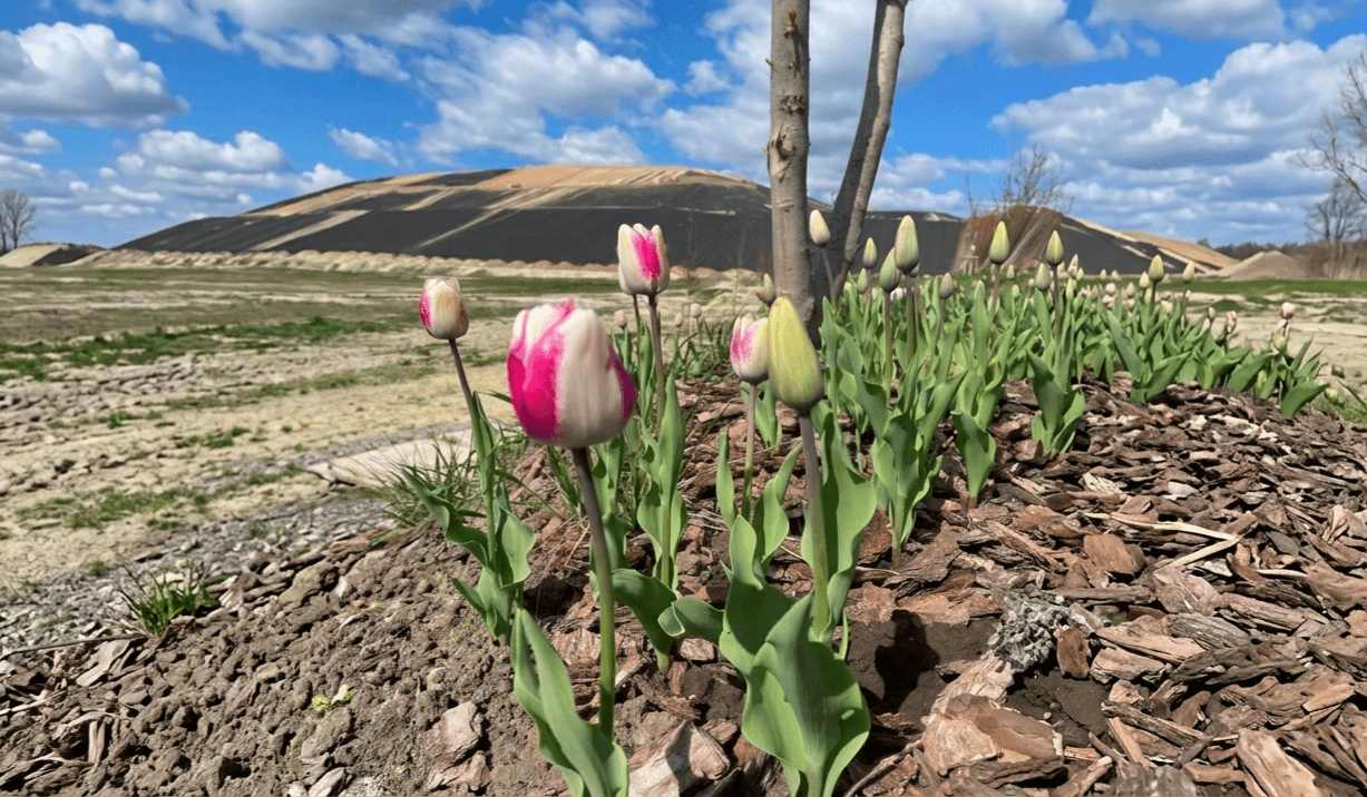 Замість сміття — тюльпани: як під Львовом змінюється Грибовицький полігон / фото "Зеленого міста"