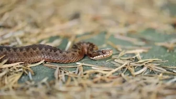 Фото умовне