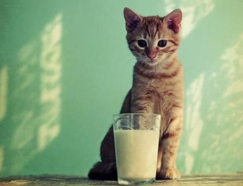 Експерти перевірили кефір: що ми п'ємо