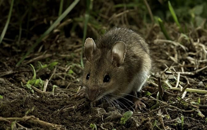 Новий випадок хантавірусу на Львівщині: де можна інфікуватися та як уберегтися