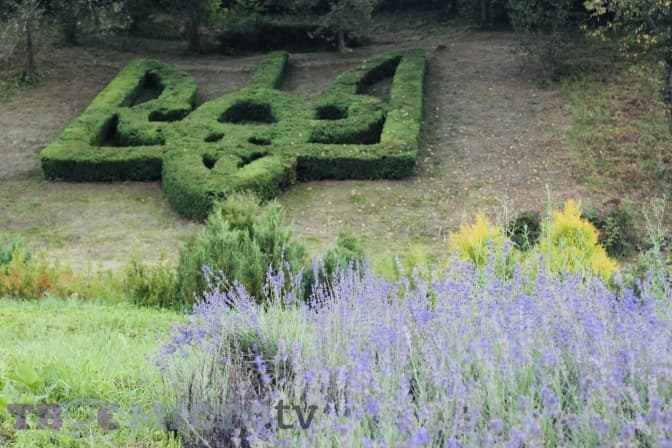 Чайна плантація серед Бескидів. Як на Львівщині вирощують карпатський екочай