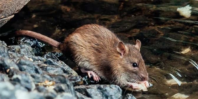 Двоє чоловіків померло. На Львівщині почастішали випадки захворювань через гризунів