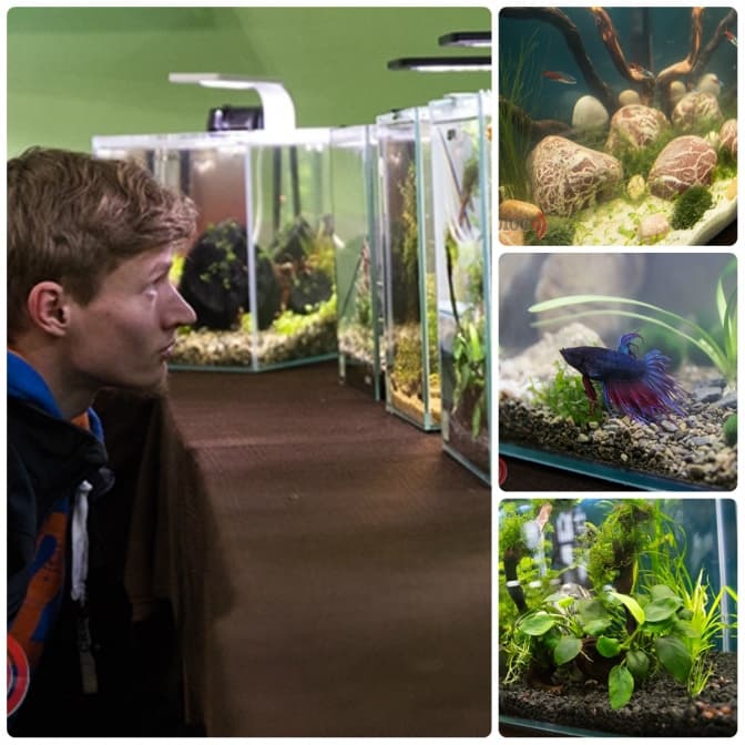 Як у Львові побувати під водою. Стартувала виставка наноакваріумів