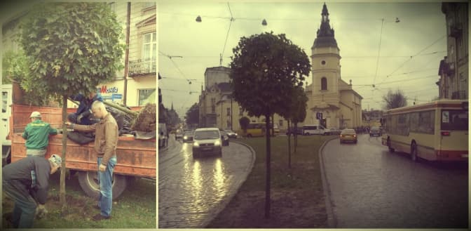 Озеленення Городоцької: біля церкви Анни висадили кулясті клени