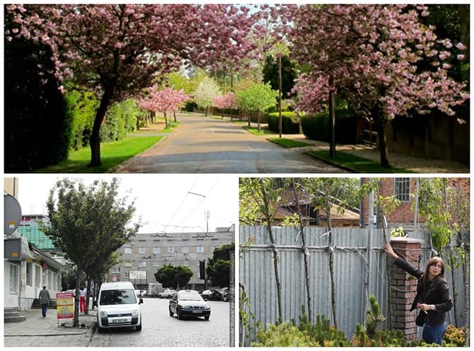 Вулицю Городоцьку у Львові озеленять японськими вишнями