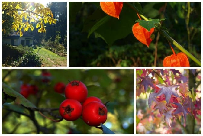 фото: Ботанічний сад ЛНУ ім. Франка